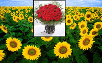 Sunflowers Florist 1085636 Image 4